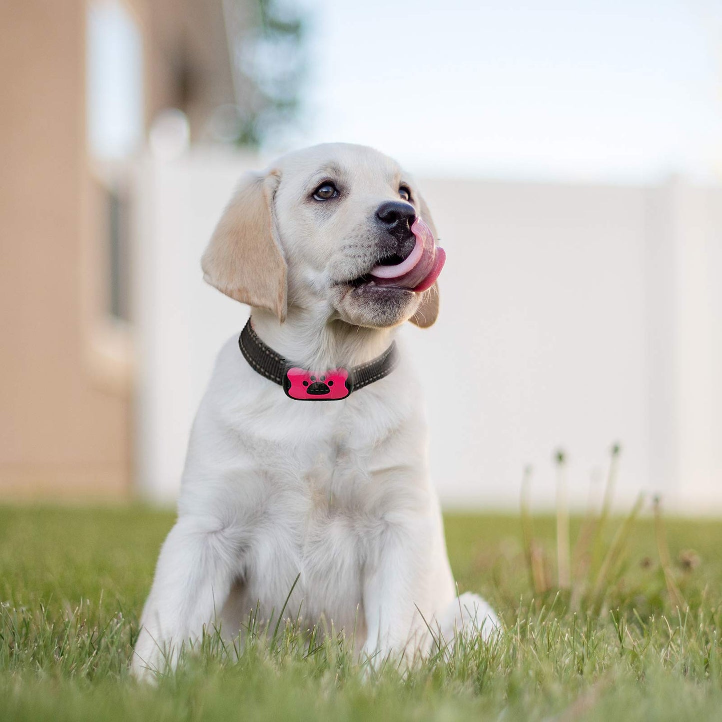 QuietPaw Training Collar
