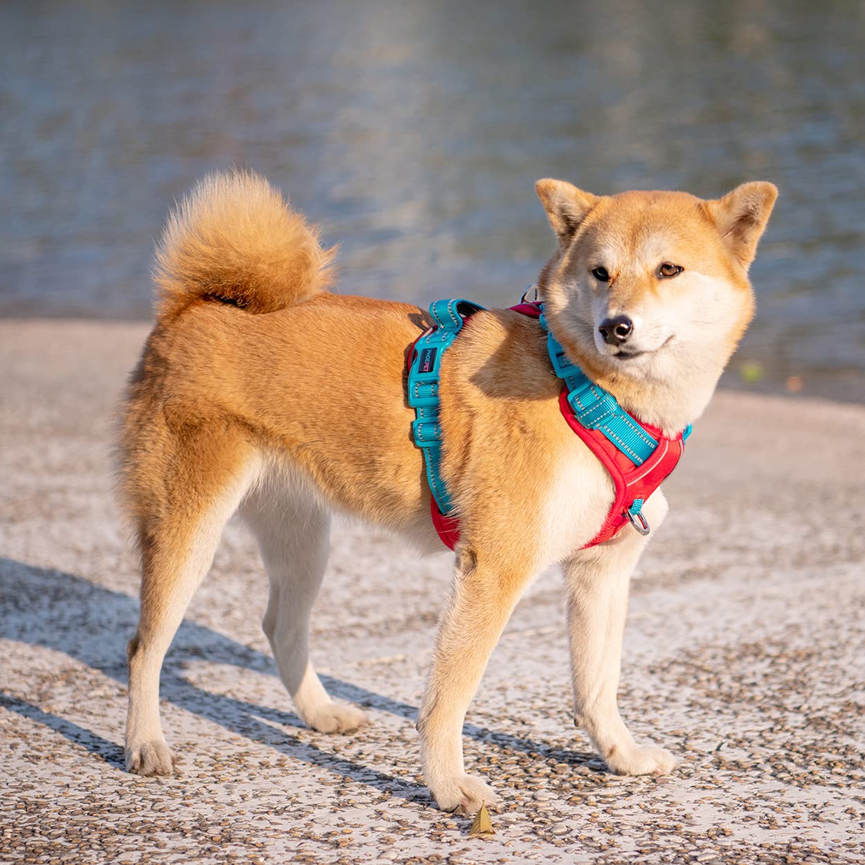 SecureFit Dog Harness