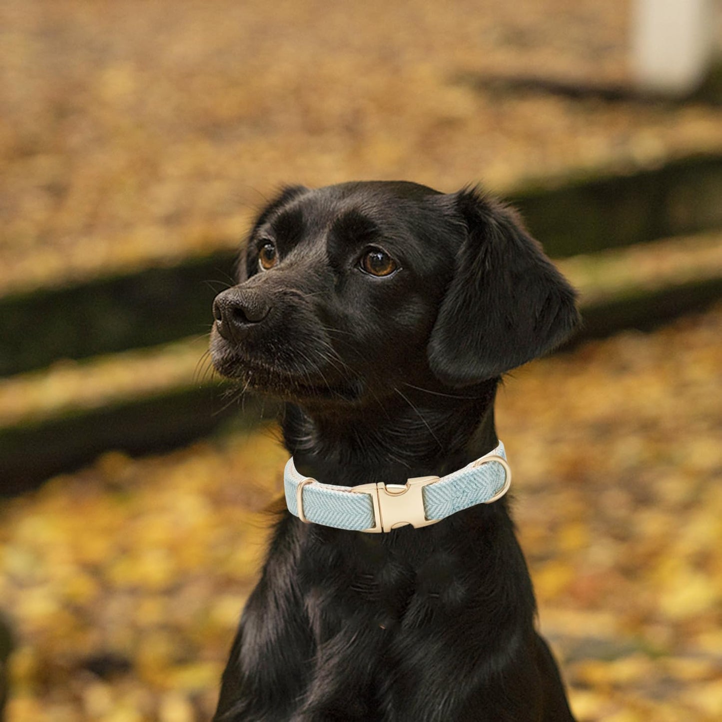 Heritage Tweed Collar