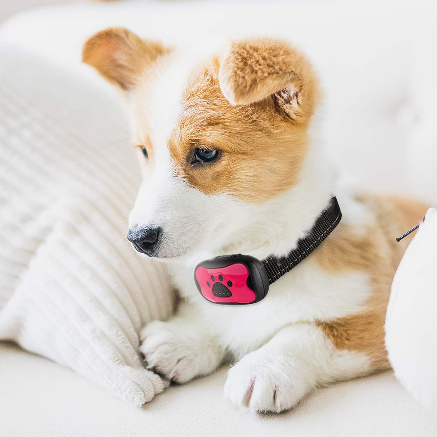 QuietPaw Training Collar