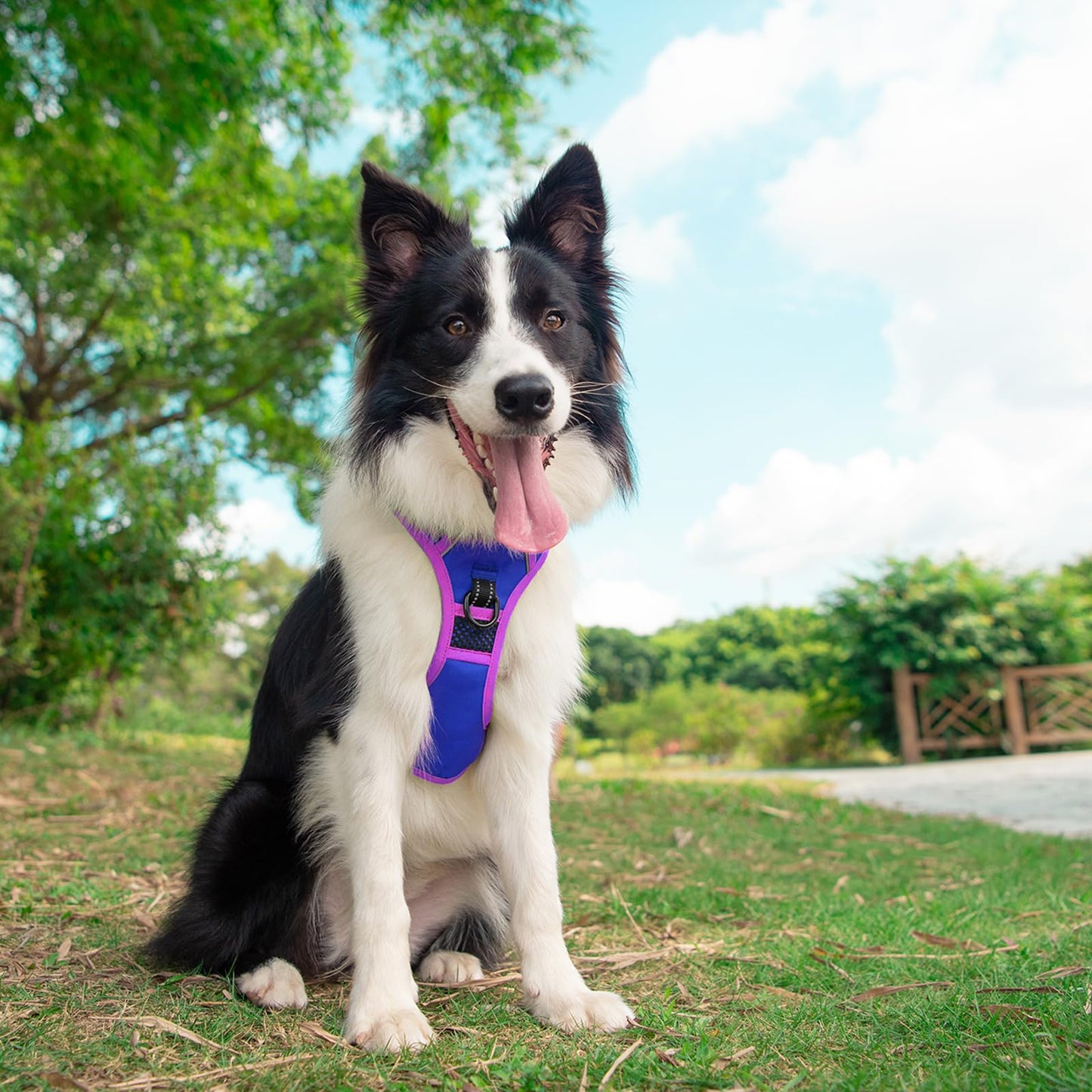 SecureFit Dog Harness